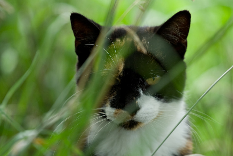 Indoor Vs. Outdoor Should Cat Owners Allow Their Pets Outside